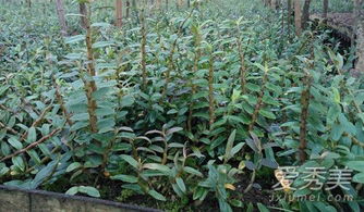新鮮鐵皮石斛的保存、發芽處理與種植指南