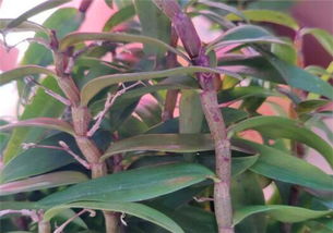 一文詳解鐵皮石斛的種植條件、時間與技術