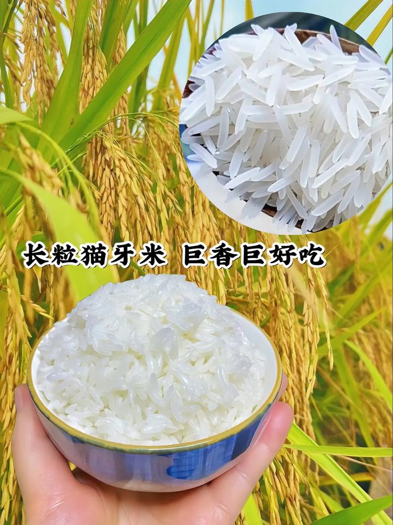 這款長粒貓牙米,都是2023年的新米,米粒細(xì)長晶瑩剔透,做飯 - 抖音
